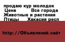 продаю кур молодок. › Цена ­ 320 - Все города Животные и растения » Птицы   . Хакасия респ.